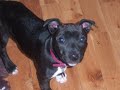 MY WEE SASHA