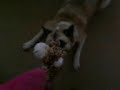Suki playing with her fave teddy