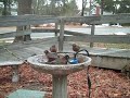 robins at birdbath on Cape Cod