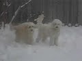 Snow Dogs 2007