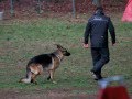 videos de Alpha K9 Schutzhund Club Trial, kevin Rutherford and TIKO