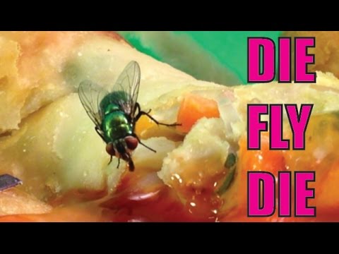 how to get rid housefly