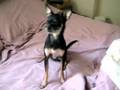Chicklet the Chihuahua