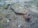 Snake eating a toad part 2!