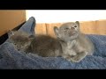 Kitten Odyssey 3 - Korat Cat Kitten Odyssey 3 - Korat Cat