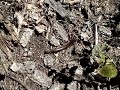 Millipede
