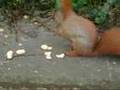 Eichhoernchen im Volkspark Berlin-Friedrichshain