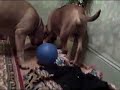 Fawncie & Annie, Dext-Orr Bullmastiffs Play with treatballs!