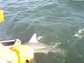Kristy Stroud's fresh catch ( black tip shark)