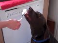 My dog Eating Peanut Butter