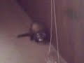 ferret plays with tennis ball