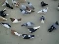 Pigeon in di khan