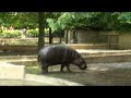 Pygmy Hippo