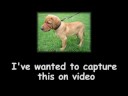 Imagem de Amostra do You Tube
