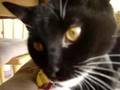 i has a flvr!!