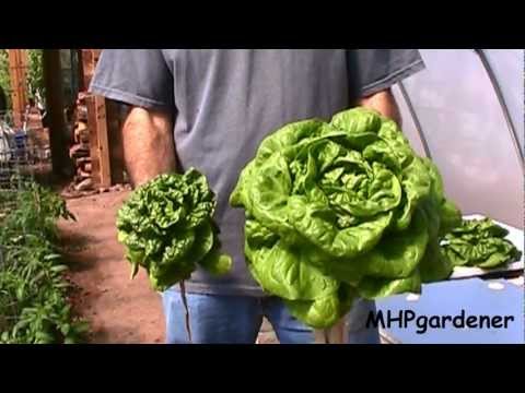 how to fertilize spinach