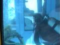 Petru Razvan and Collegue Diving with Nautilus Catamaran