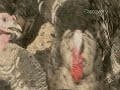 Which is better for you- free range or organic? Watch more at dsc.discovery.com