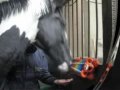 Clicker Training