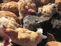 chicken