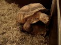 ET haciendo el amor?