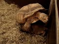 ET haciendo el amor?