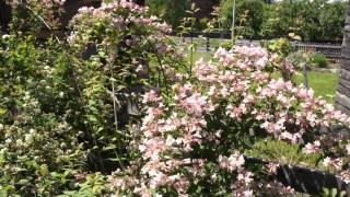 #642 Der Perlmuttstrauch - Kolkwitzia amabilis