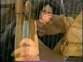 Lisa Lynne and Celtic Zen Lisa Lynne and Celtic Zen