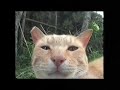 YouTubeサムネイル[TR6cRldB70I] - 1枚目