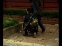 Thai Police Shoot PAD
