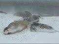 Elephant seals fighting, mating and cute pups playing. Elephant seals fighting, mating and cute pups playing.