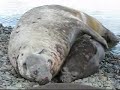 Elephant seals fighting, mating and cute pups playing.