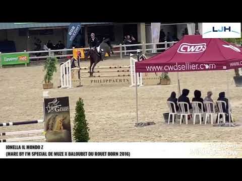 CORDIAL CHABUS Z 5YO CHAMPIONSHIPS GESVES AUGUST 2021