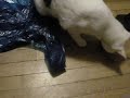 Blind cat catches mouse