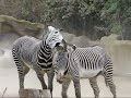 leonardo-dicaprio-speaks-up-for-wildlife.html