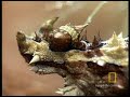Thorny Devil Thorny Devil