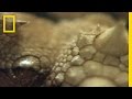 videos de Thorny Devil