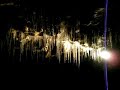Glowworms Glowworms