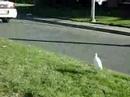 The Bird