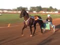 dr. ian moore, a veterinarian turned trainer, is living a boyhood dream as his 3-year-old pacer shadow play is the 5-2 second favorite in the first of three eliminations for thursdays $551,225 little brown jug.