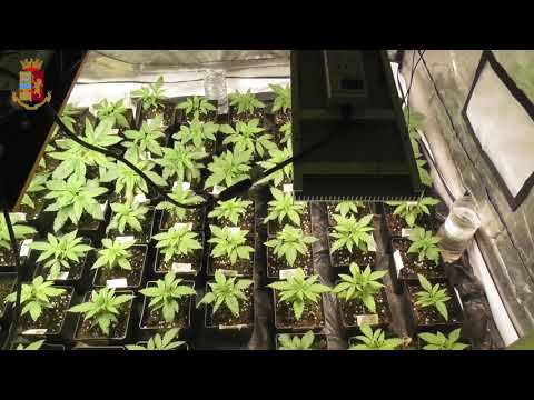 Serre di marijuana in casa, arrestato un 44enne aretino