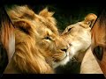 felinos