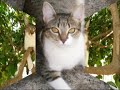 felinos