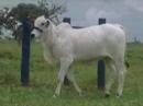 2� VIRTUAL ESSENCIA DO NELORE - LOTE 22