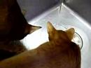 ?????????curious abyssinian cats playing with running water
