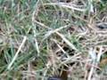 videos de crazy bug fight