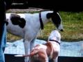 Adopting Hero