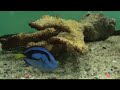 This is a blue tang fish and is a species of Indo-Pacific surgeon fish. Paracanthurus hepatus is its scientific name. It grows to 30 cm. They live in pairs or in little groups. Make sure to be careful when holding this fish since it has a sharp caudal spine. Song by Kevin Macleod.