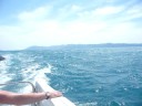 Whitsundays Wings