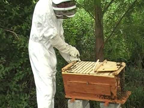 how to harvest honey from a top bar hive